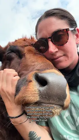 My favorite love story 🥰 #fyp #cows #cowsoftiktok #farm #farmtok #farmlife #farmanimals #cuteanimals #creatorsearchinsights 