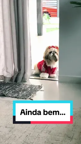 Ainda bem…  . . . #parceira #filhadepatas #shitzu #bella #shitzufemea #jaraguadosul #femeadog #cachorrosfofos #cachorrosinteligentes #cachorrosincriveis #cachorrosfemea #cachorrosfelizes #shitzunotiktok 