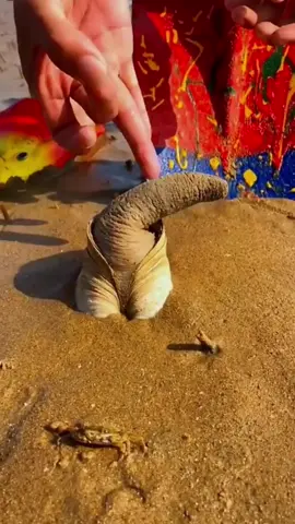 Oddly Satisfying Geoduck 😳 #geoduck #geoducks #clam #gooeyduck #clams #satiafying #oddlysatisfying #fyp 