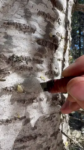 Back at it, harvesting resin from subalpine firs. Want some? Check out RowenForest.com. #naturalskincare #foraged #asmr #blisterpoppin 
