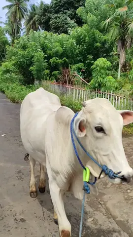 ndk sma dng npe idaman pe hobby🤠🐮 #fypシ #masukberanda  #fypmanado #peternakmuda #amurangpunya 