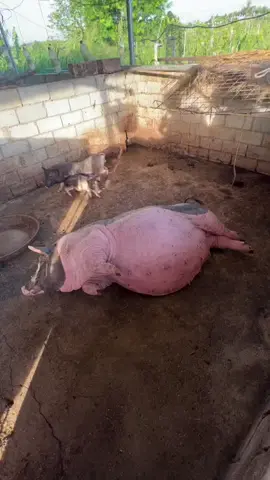 Một chiếc heo mũm mĩm 