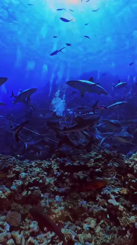 #______shark#Amazon #_shark #America #atlanticocean #BeWhaleWise #blacktipreefshark #blacktipreefsharks #blacktipshark #blacktipsharks #blueshark #bullsharks #cagediving #Californiacoast #Christmas #cutesharks #deadshark #divingandshark #divinginsharks #divingshark #divingsharkattack #divingsharks #divingwith shark #dolphin #fishingashark #fishingshark #fishingsharkbite #fishingsharkvideos #fishingtheshark #fishshark #fishsharkattack #fishsharkgame #fishsharkin aquarium #fishsharktales #fishsharktank #fishsharkvideos #Florida #foryou #foryoupage #fyp #Galeocerdonidae #giantoceanmonsters #giantsharkintheocean #giantwhiteshark #goblinsharks #greatwhites #greatwhiteshark #greatwhitesharkdiving #greatwhitesharkfacts #greatwhitesharks #greatwhitesharkweek #greenlandshark #greyshark #hammerhead #hammerheadshark #helpsavesharks #humpbackwhale #killershark #killerwhalepredation #killerwhales #killerwhalevsdolphin #knowyoursharks #landbasedwhalewatching #mackerelshark #mackerelsharks #Majesticseacreatures #makoshark #marlin #Natgeoexplorers #OceanExploration #oceangianthuman #oceangiantmonsters #oceangiantmouth #oceangiants #oceanlife #oceanlife0217 #OceanPredator #oceansharkgirl #oceansharkkeelung #oceansharkpart2 #oceansharktransition #oceansharkvideos #oceansharkwave #oceansharkwhale #orca #orcaincident #orcas #orcashark #orcasharkfacts #orcasharkfshark #orcasharkincident #orcasharkorcasharkattack #orcatilikumvideo #orcavsdolphin #orcavshiu #orcavshuman #orcavssharks #orcawhale #Orcinusorca #redseashark attack #rescuesharks #saveoursharks #saveshark #savesharks #seashark #seasharkgirl #seasharkvehicle #seasharkvideos #seasharkvoice #seaworldsharkincident #seeingsharkunderwater #shark #sharkaddicts #sharkaholic #sharkanatomy #sharkandorca #sharkattack #sharkattack shark #sharkattack underwater #sharkawareness #sharkbaby #sharkbackyard #sharkbait #sharkbateau #sharkbehavior #sharkbite #sharkbreach #shark #www.fogofomo.com #thewhitehouse#https://amzn.to/4ayFQEo  #https://amzn.to/4dQtb2F  #https://amzn.to/4ax0rJp  #https://amzn.to/3Kg6w2g  #https://amzn.to/3Kbhaay  #https://amzn.to/3VeggQX  #https://amzn.to/3Vc68bb  #https://amzn.to/44WSfRJ  #https://amzn.to/3WWszCM  #https://amzn.to/4btPuK5  #https://amzn.to/4bQ4cuB  #https://amzn.to/3USpMrC  #https://amzn.to/4awYixu  #https://amzn.to/3QW62BW  #https://amzn.to/3wOPepO  #https://amzn.to/4bxnhSq
