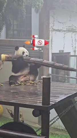 Some classic scenes contributed by pandas!😎🐼🤓😍🥰🤯🤩#panda #panda🐼 #cutepanda #pandalover #cuteanimals #fyp #foryou #foryoupage 