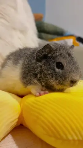 Oh my God, So cute guinea pig. 🥰🥰🥰💕😂🎉  #guineapig #guineapigs #pet #cute #pettraining #cutepet #petlover #fyp #funny 