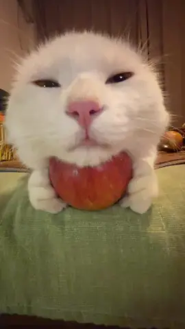 Apple pads the brain, see you every day! #Cat#curesystem#Kitten #coaxsleep #cutepet #goodnight This kitten must not fascinate me to death.