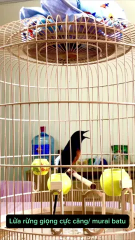 chòe lửa hót căng BẮ.N dây đảo giọng liên tục,đánh đuôi kích lửa hót đấu nhiều giọng hay | muraibatu #muraibatugacor  #pancinganmuraibatu  #muraibatu 