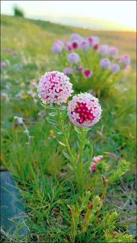Hoa xinh yêu quá❤️❤️#flower #hoaxinh #garden #beatifulflowers #foryou 