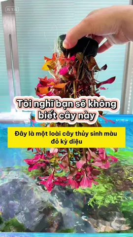 Khám phá Cây Tân Đế Tài Hồng: Lửa sáng trong bể thủy sinh #methuysinh #aquarium #fish #fyp