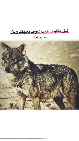 #قبل متلوم الذيب شوف نعجتك وين سارحه#xyzbca #explore #ليك______🖤___متابعه____اكسبلووور 