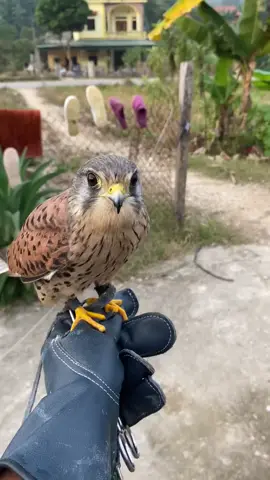 Vẻ đẹp của bé cắt nhỏ kestrel #chimsanmoi #faconry #xuhuong #kestrel