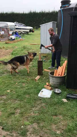 #throwbackthursday  When I was helping Dad chop the wood for the first time  #germanshepherd #germanshepherdsofinstagram #germanshepherds #germanshepherdpuppy #germanshepherddog #germanshepherdlover #gsdpuppy #gsdofinstagram #ilovemygsd #ilovegermanshepherds #ilovemygermanshepherd #dogsofinstagram #dogoftheday #dogsragram #puppy #doglover #dogs #pet #ilovemydog #instadog #lovedogs #petstagram #puppylove #dogsofinstagram #daddysboy #floofy #newzealand #christchurch #weekend #winter