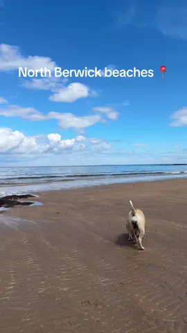 Yellowcraigs and Canty Bay beaches with my girl 🏴󠁧󠁢󠁳󠁣󠁴󠁿 #doglove #scottishtiktok #scottishdogs #dogsoftiktok #northberwick #yellowcraigsbeach #fyp #viral #dog #boerboel #puppytiktok #viralvideo #Scotland 