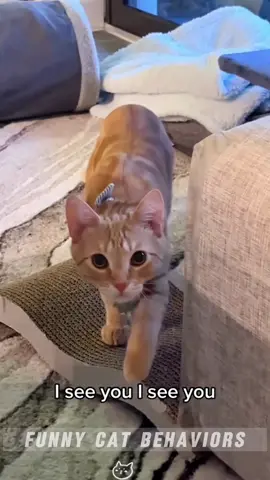 Orange cat 🥰🤣#funnycat #catpeople #funnyvideos #kittens #catsoftiktok #orangecat #funny #foryou 