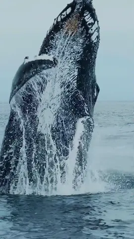 #whale #ocean #fyp #foryou 