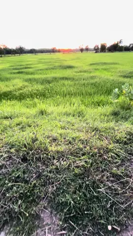 เหงาเหลือเกิน#เธรด #เธรดเพลง #ฟีดดดシ 