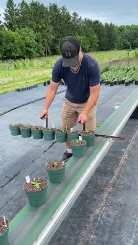And that’s a wrap on planting fall mums!  Automation is awesome!  #automation #planting #fallmums #fy #fyp #igrowthings #efficiency #mums #chrysanthemum 