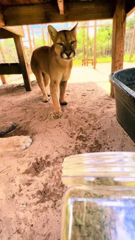 #catnip