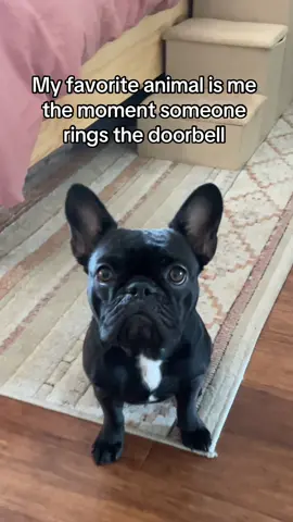 It’s like jekyll and hyde once someone rings the doorbell 🤪  #frenchies #frenchbulldog #dogmom #dogperson #weratedogs #dogoftheday #dogfluencer #smallcreator #mustlovedogs #dogsoftiktok #frenchiesoftiktok #frenchielover #frenchiesociety #dogtok #frenchietok 