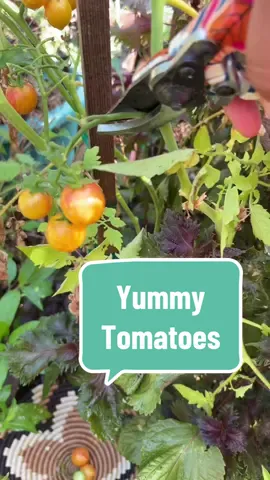#garden #harvest #gardening #plants #tomato #tomatoplants #gardenharvest #growfood 