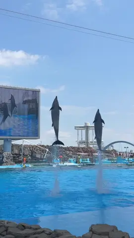 🐬💕  #名古屋港水族館 #名古屋#名古屋港#イルカ#dolphins #dolphinshow #nagoya #japan 