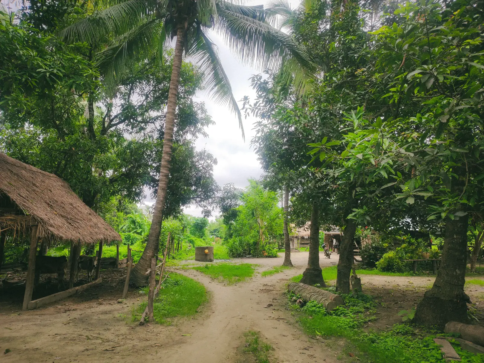 #foryou #တောရွာ #fyp #peaceful 