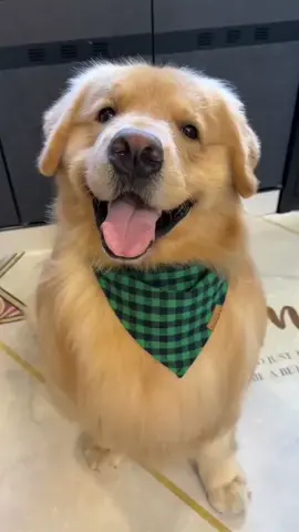 Wink✨#goldenretrievers #cutedog 