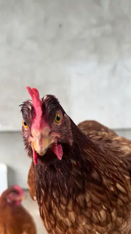 This chicken is staring at the camera and not moving. 🐔📸 #Chickens #ChickenLife #FarmLife #Poultry #ChickensOfInstagram #ChickenLovers #Hens #hen 🐓🥚🐥