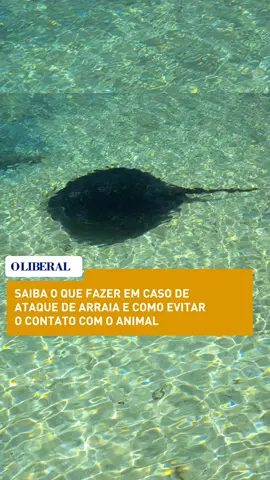 ARRAIA  Os banhos de rio e em praias de água doce sem dúvida fazem parte da tradição amazônica, no entanto, em período de veraneio é preciso tomar um cuidado extra com um animal que habita essas águas: a arraia. Comuns de regiões de estuário (onde há mistura da água doce com a água salgada), as arraias de água doce costumam ficar enterradas nos fundo de áreas de lama ou areia e só atacam caso se sintam ameaçadas. Isso acontece, por vezes, quando acabam pisando sem querer no dorso do animal. Na ação de defesa, a arraia executa um movimento de chicote com sua cauda e crava os espinhos no pé ou na perna da pessoa, dissipando o veneno pelos nervos e causando uma leve paralisia nos membros. Especialistas ressaltam que é importante não machucar o animal quando isso acontece. Saiba mais em oliberal.com 📸 Canva 👩🏻🎬 Tayná Lane (@ps_tay) / O Liberal #arraia #praia #verao #oliberal #amazoniajornal 