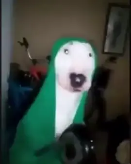 dog with green hood #doghittingpan #dog #cute #meme #fyp 