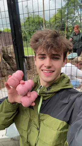 Making enrichment for the foxes! 🦊… they LOVE their new home 🏡 