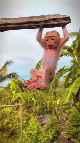 The baby monkey is stuck #monkey #babymonkey #animals #pet #monkeypet #cuteanimals #cutemonkey #monkeys #cute #foryou #monkeydluffy #viral #monkeysoftiktok #rescue #usa #🐒 #poormonkey #smartmonkey 
