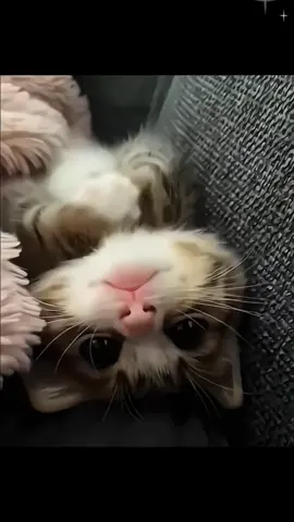 #cat #catsoftiktok #fyp 