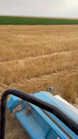 1st time running stripper head and in 120 bushel wheat! Storms all around- Thank you lord for not downpouring on me and letting us finish the field! #2024 Wheat Harvest