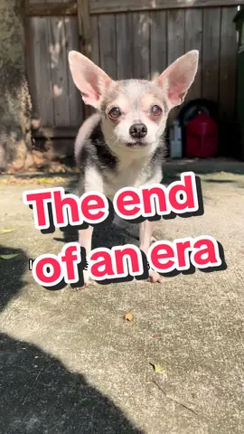 16 years with him and now 2 days without him feels so unreal. He was such a gift to every life he touched. #chihuahuasoftiktok #dogsoftiktok #petgrief #petloss #rainbowbridge 