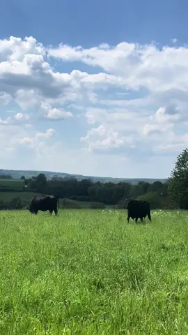 the german country life 🤠 #country #farmlife #cowgirl #horse #barnlife #cow #countrylife #germany #europeansummer #germancountryside #germancowgirl #aesthetic #Lifestyle #fyp 