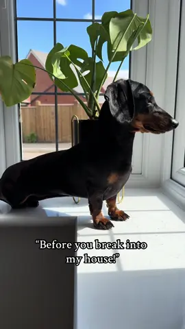 Before you break into my house…. #dog #dogs #fyp #foryoupage #fy #foryou #dachshund #dogsoftiktok #doxie #teckel #puppy #puppylove #miniaturedachshund #sausagedog 