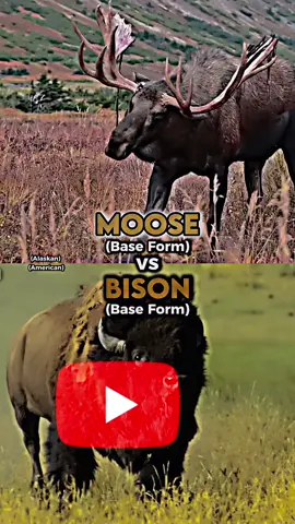 Moose vs Bison #moose #bison #jsbattles