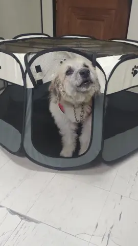 Ótimo cercadinho para seu pet, podendo ser usado como chiqueirinho, casinha hora da soneca. Muito conforto e segurança para seu amiguinho #pet #animais #cachorro #fy  #dog #maedepet #paidepet #gato  #casinha #PetsOfTikTok #produtinhos #lojavirtual #abmidia #foryou #fyp #fy