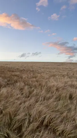 Strolling the empty fields #resonance #sunset #nature #countryside #summernights #deepthoughts #viewpoint #appreciation #alone 