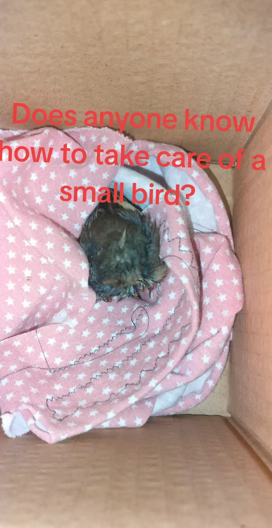 pls help I don't know how to take care of a bird 🐦 #bird 