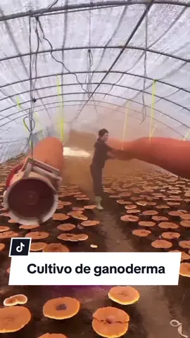 Hongo Reishi y su cultivo ¿ya lo conocían? 🍄🍃 Las especies del género Ganoderma mas comúnmente de la especie Ganoderma lucidum son utilizadas en la medicina tradicional asiática desde hace miles de años por sus compuestos biactivos beneficiosos para la salud, además de su cuerpo fructífero las esporas también son empleadas para su uso. 🫖🍂 Créditos por el video a quien corresponda 📸  . . . #hongo #seta #fungi #mushroom #micologia #biologia #ciencia #divulgacioncientifica #reishi #cultivodehongos #ganoderma #ganodermalucidum #fyp #parati 