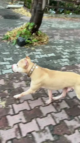 Cesaret başka birşey 😍🧿#kıngzeus #pitbull #kangal 