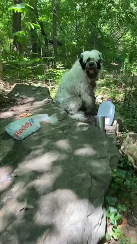 Please help support Simon and his owner by sharing, interacting or donating if you can ❤️  Simons owner is extremely appreciative of everything I have done so far but I know its not enough. He needs to see a vet ASAP and I know its going to be expensive because he will need x rays. I will be handling all payments and posting all reciepts for those that are able to donate. Please save the judgemental comments, this could be you and your dog! You truly never know. #fyp #help #gofundme #homelessdog #donate #donationsneeded #portugesewaterdog 