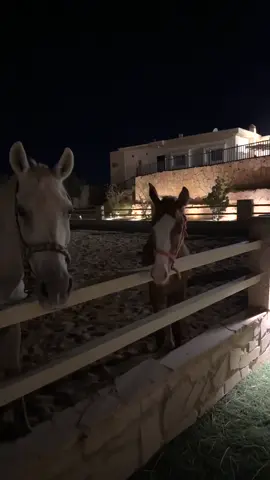#الرياض #العماريه #الخيل_العربي_الاصيل #خيول #اجازة #العماريه_هيلز #هشتاق #الرياض_الان #روقان #استكنان 