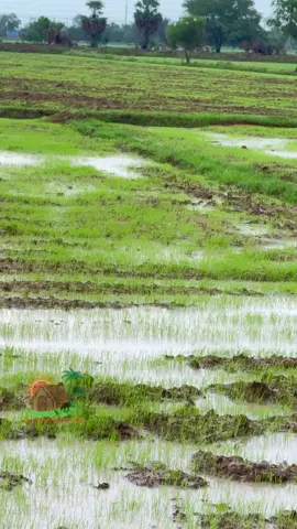 សំលេងក្អាត់យំក្រោយភ្លៀងធ្លាក់ #ភ្លៀង #កង្កែប #ក្អាត់យំ #ស្រុកកំណើត #ស្រុកស្រែ #វាលស្រែ #ភ្លេងខ្មែរ #ricefields #hometown #rurallife #countrysidetour #countrysidelife #countryside 