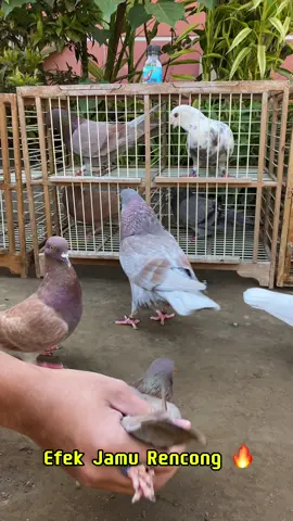 Jamu Rencong kasih Menyala 🔥🔥 #jamumerpati #merpatibalap #merpatikolong #dopingmerpati 