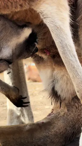 Baby kangaroo ONE MINUTE OLD. #cobbsadventurepark #fyp #foryou #babyanimals #amazing #birth #kangaroo #wow