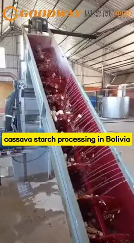 tapioca processing in South America#cassavastarchprocessing