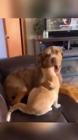 Funny dogs compilation #funnydog #funnypet #cutedog #dogsoftiktok #doglover 